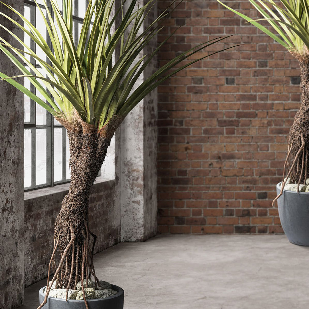 Nagyméretű mű Pandanus csavarpálma ipari stílusú loft enteriőrben elhelyezve. Nagyméretű mű Pandanus csavarpálma ipari stílusú loft enteriőrben elhelyezve.