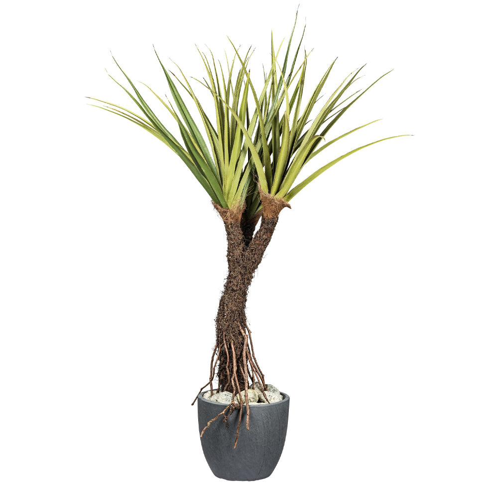 Pandanus tectorius mű csavarpálma dekor kaspóban, valósághű gyökerekkel és levelekkel. Pandanus tectorius mű csavarpálma dekor kaspóban, valósághű gyökerekkel és levelekkel.