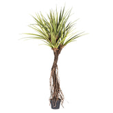 PANDANUS TECTORIUS óriás mű illatos csavarpálma 270 cm teljes növény fekete kaspóban