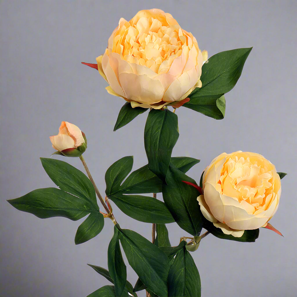 Barackszínű, mű bazsarózsa ág. Barackszínű, mű bazsarózsa ág.