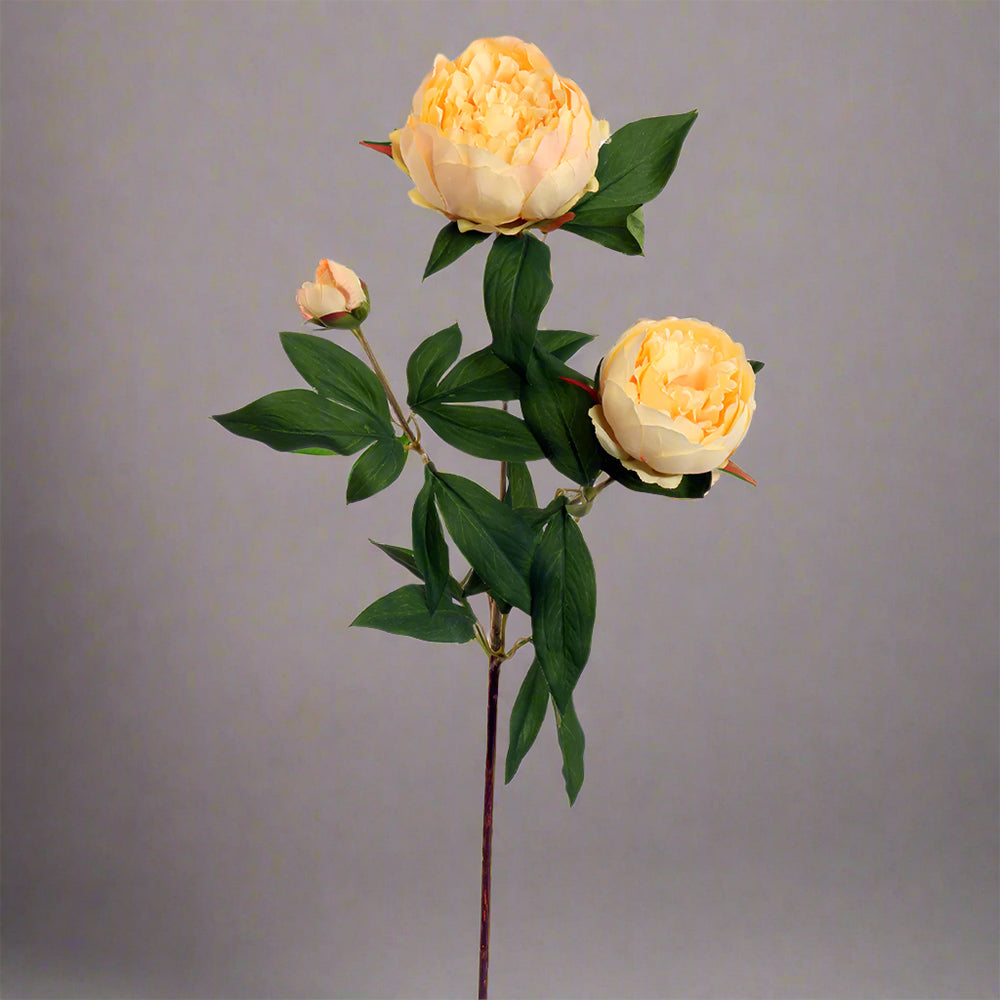 Barackszínű, mű bazsarózsa ág. Barackszínű, mű bazsarózsa ág.