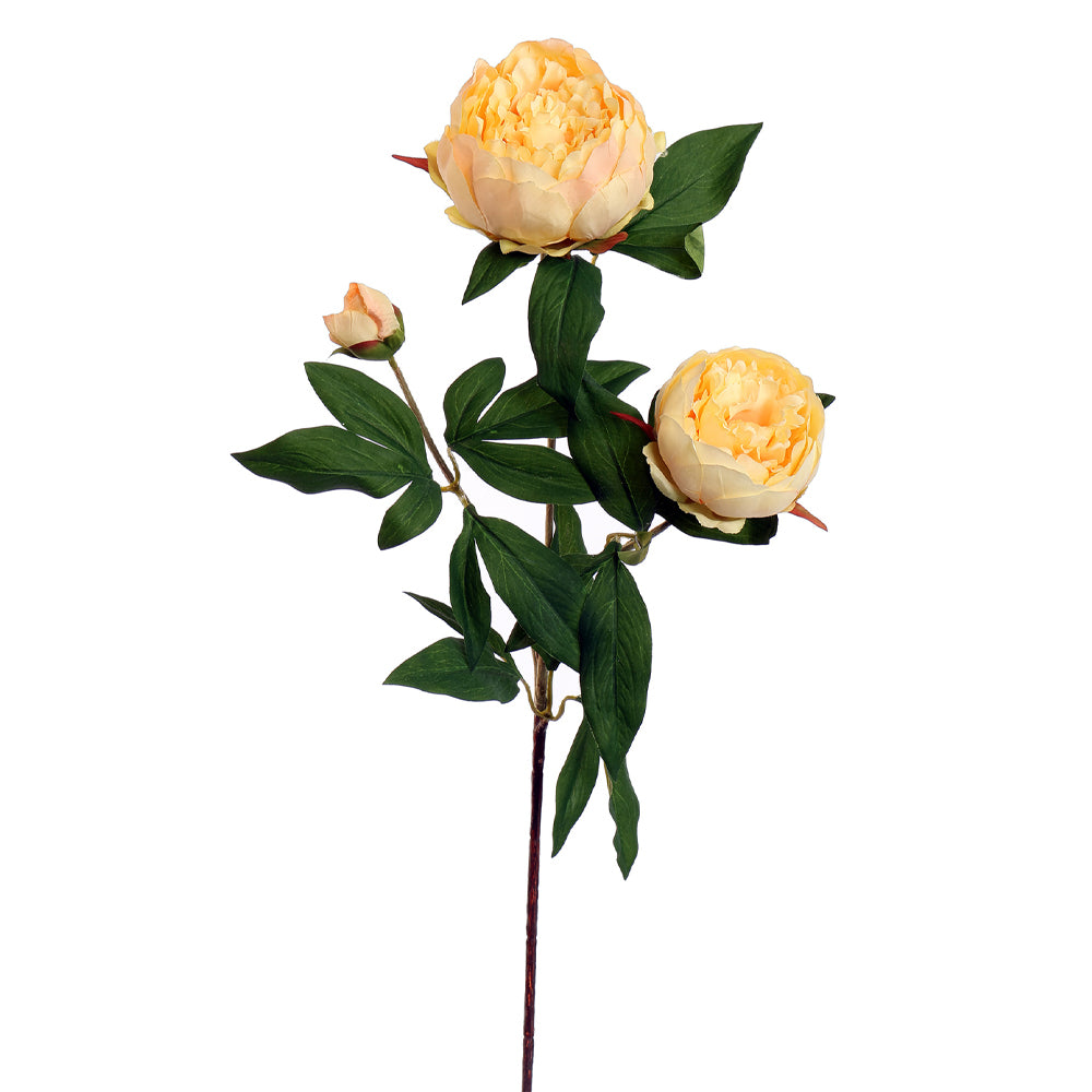 Barackszínű, mű bazsarózsa ág. Barackszínű, mű bazsarózsa ág.