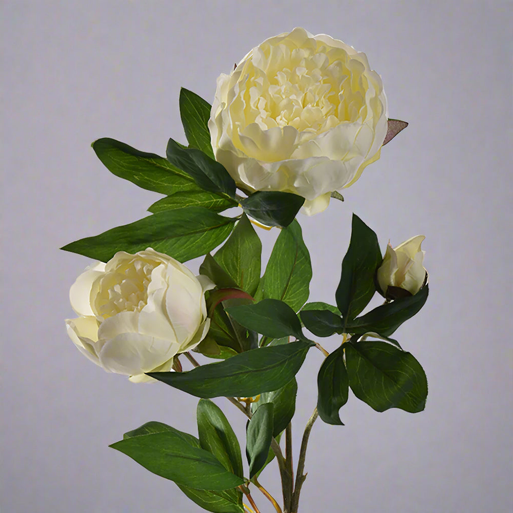 Krémszínű, mű bazsarózsa ág. Krémszínű, mű bazsarózsa ág.