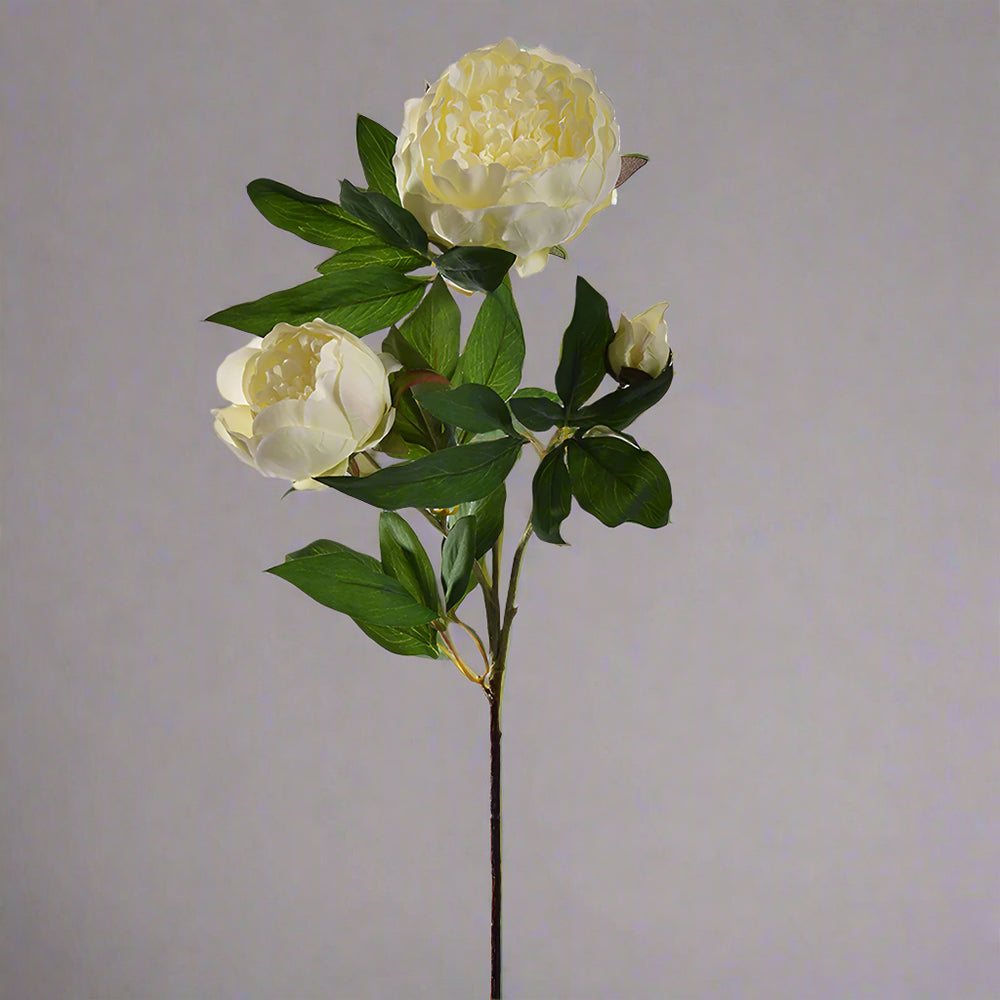 Krémszínű, mű bazsarózsa ág. Krémszínű, mű bazsarózsa ág.