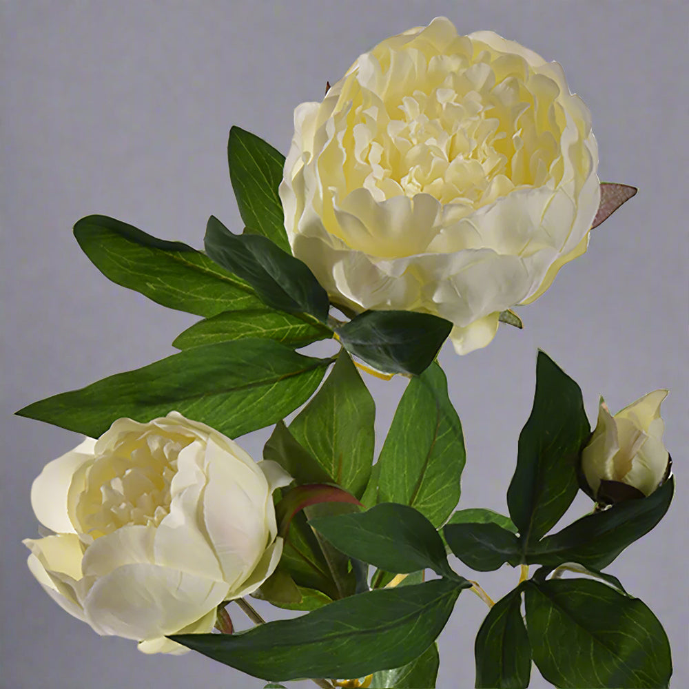 Krémszínű, mű bazsarózsa ág. Krémszínű, mű bazsarózsa ág.