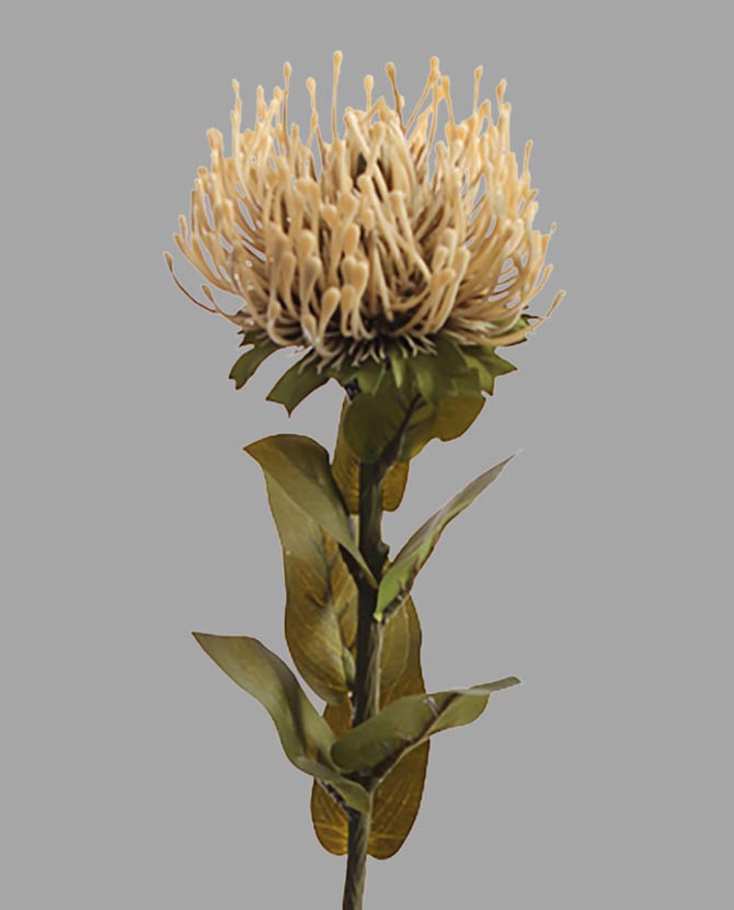 73 cm hosszú vanília színű szálas protea művirág