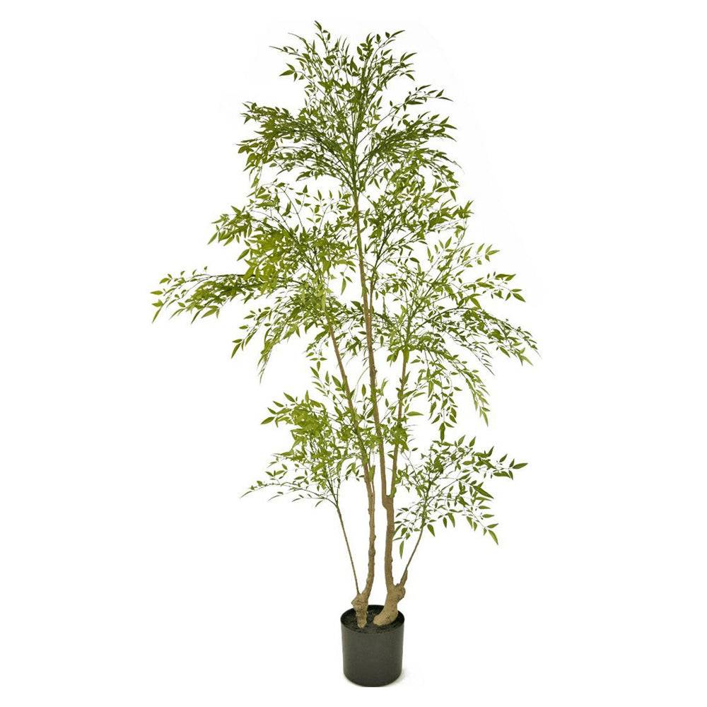 Zöld, 180 cm magas mű ruszkusz cserje fekete műanyag cserépben fehér háttérrel.