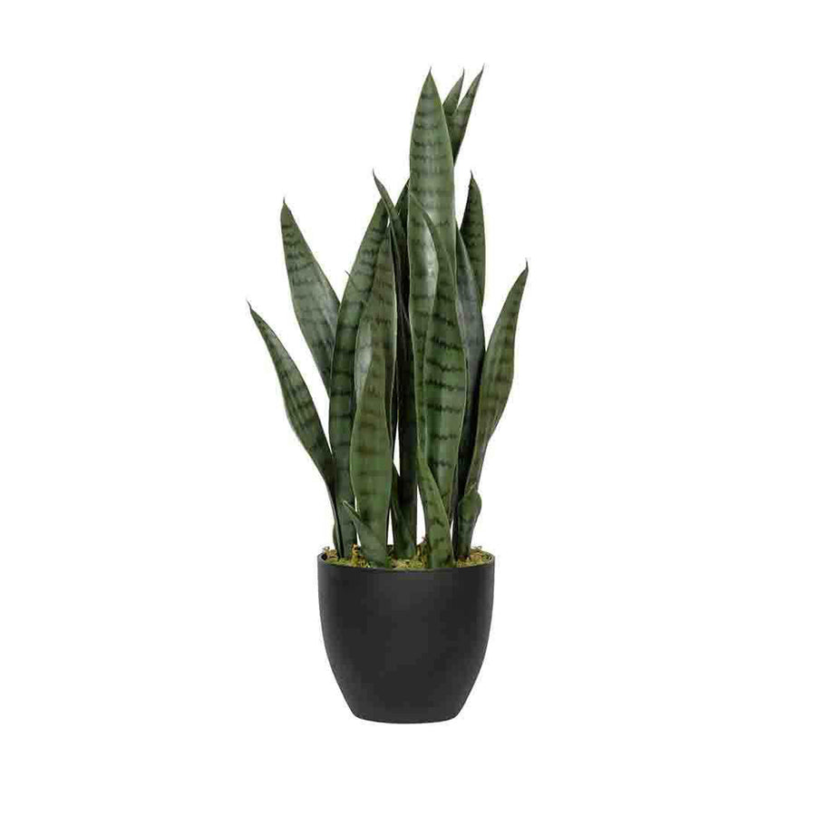 SANSEVIERIA zöld mű anyósnyelv 70 cm fekete nevelőcserépben, fehér háttér előtt