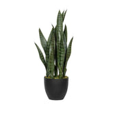 SANSEVIERIA zöld mű anyósnyelv 70 cm fekete nevelőcserépben, fehér háttér előtt