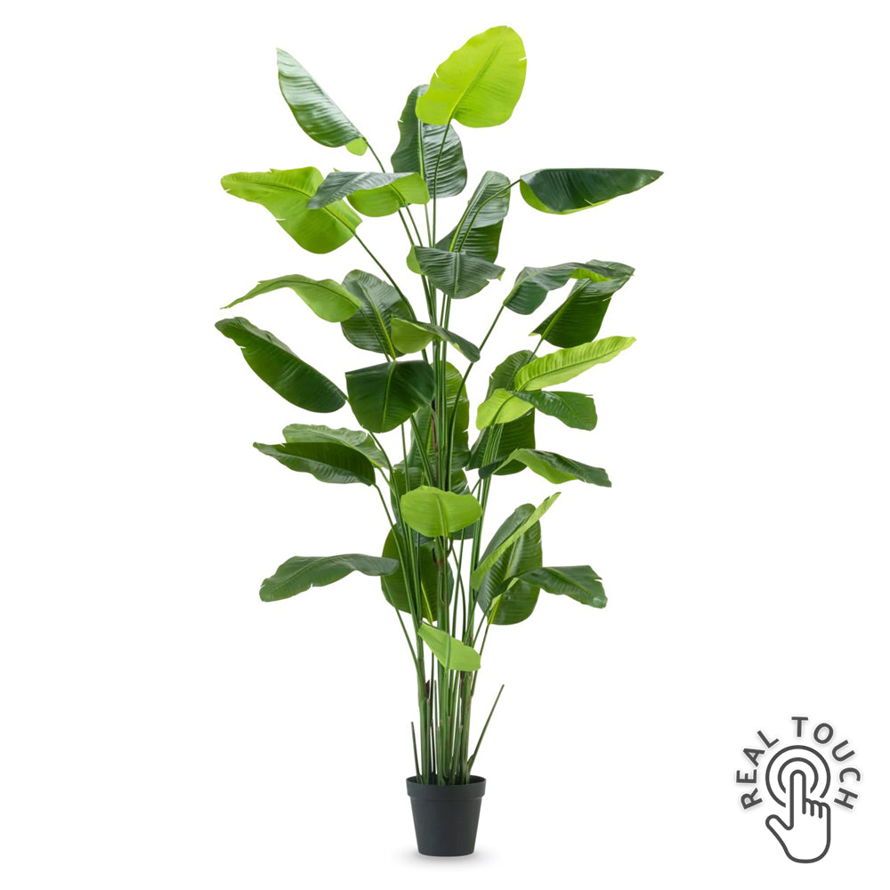 STRELITZIA DELUXE óriás zöld mű strelitzia 300 cm, széles Real Touch levelekkel, hosszú zöld szárakkal és fekete alapcseréppel.