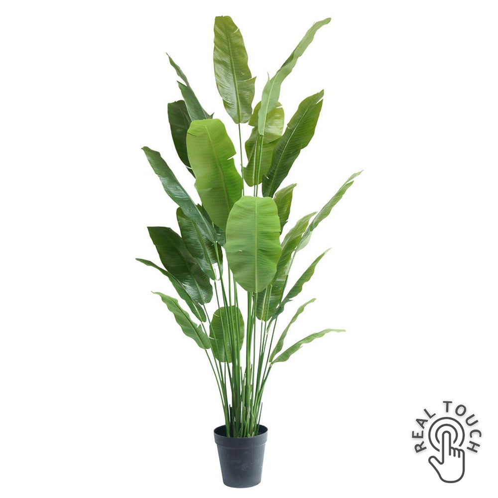 Nagyméretű, 235 cm magas Strelitzia Nicolai műnövény fekete cserépben, Real Touch levelekkel.