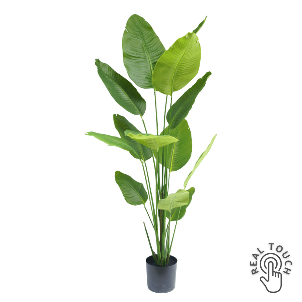 STRELITZIA zöld mű strelitzia 180 cm – élethű, Real Touch hatású műnövény fekete cserépben.