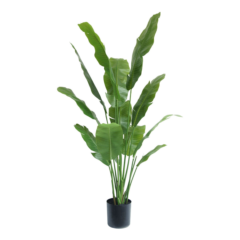zöld mű strelitzia 165 cm magas fekete kaspóban
