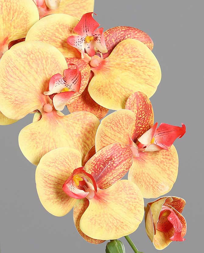 Sárga-narancs színű, szálas orchidea művirág.