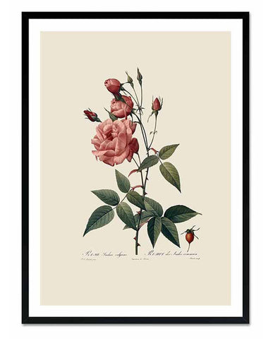 Redouté - Rózsa 73 cm "Botanic"