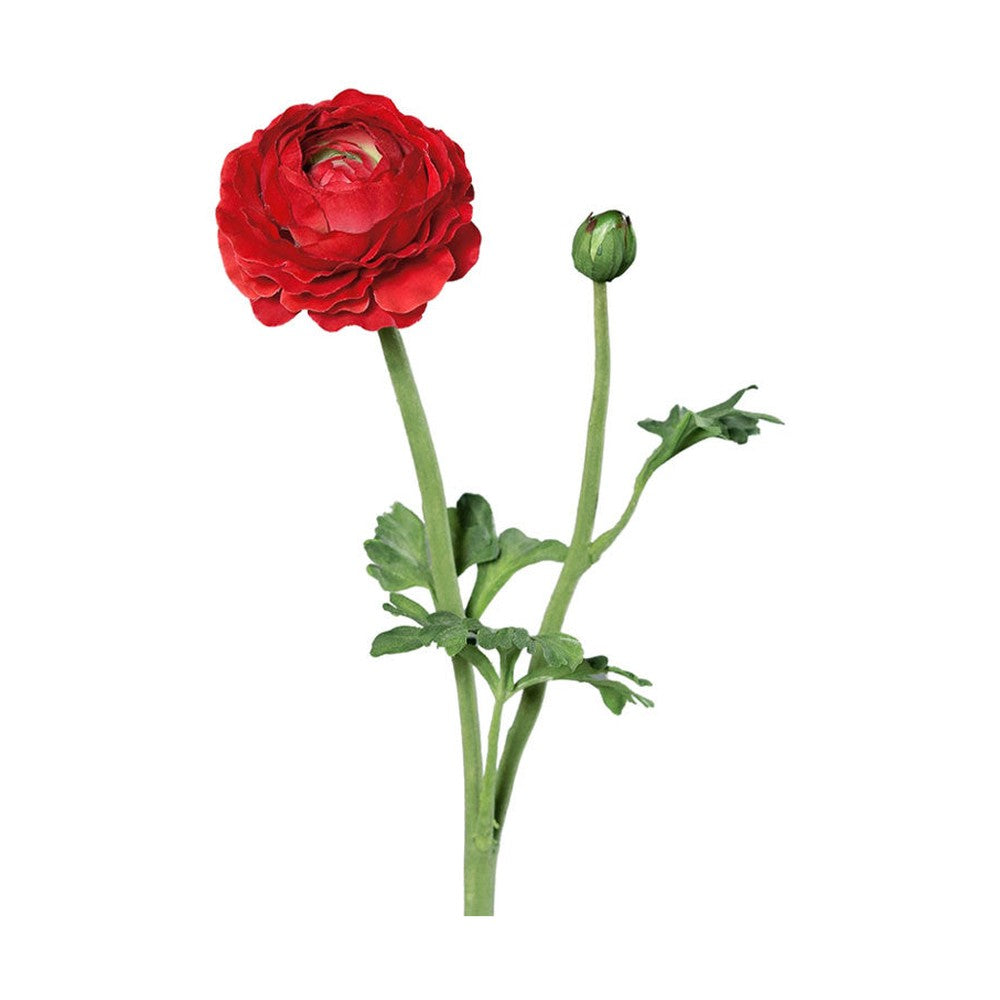 Mű boglárka, piros színű nyílt virágfejjel és egy bimbóval.