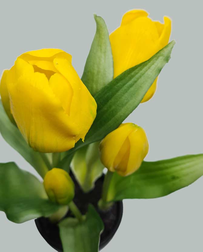 Prémium minőségű, sárga színű élethű cserepes műtulipán
