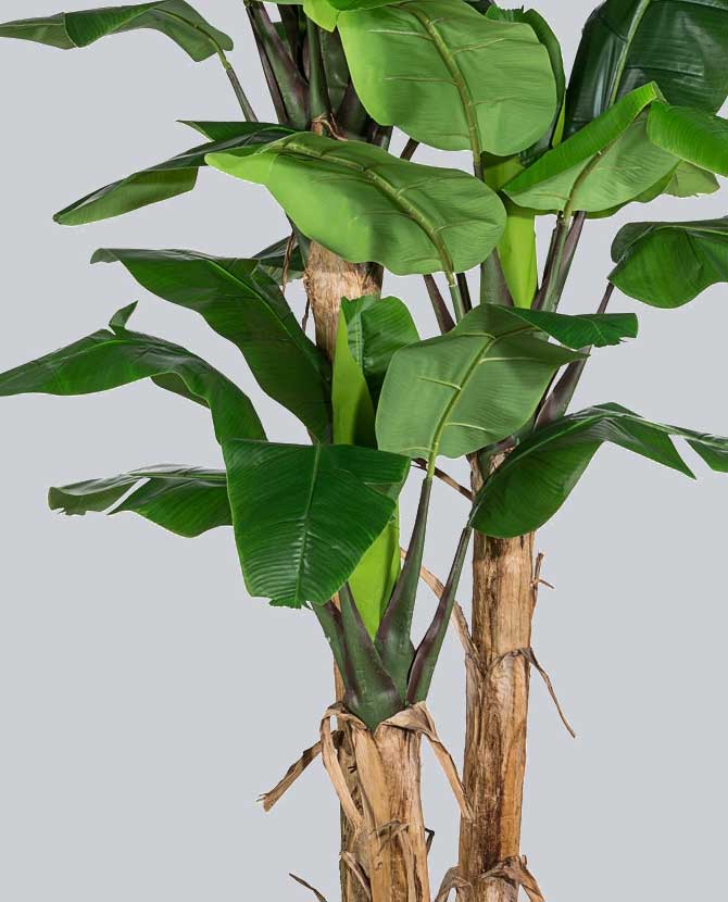 Élethű megjelenésű, óriás méretű, trópusi banánfa műnövény.