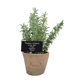 Élethű, mesterséges kakukkfű dekor műnövény, vintage stílusú pecsétes terrakotta cserépben