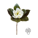 Virágzó mű magnólia ág egy darab fehér színű nyílt virággal.