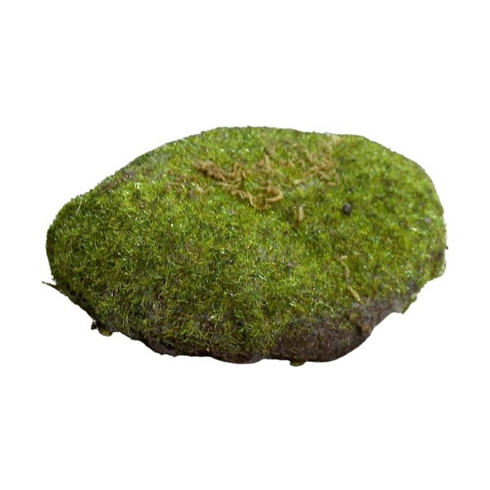 Dekorációs mű moha szivacs.