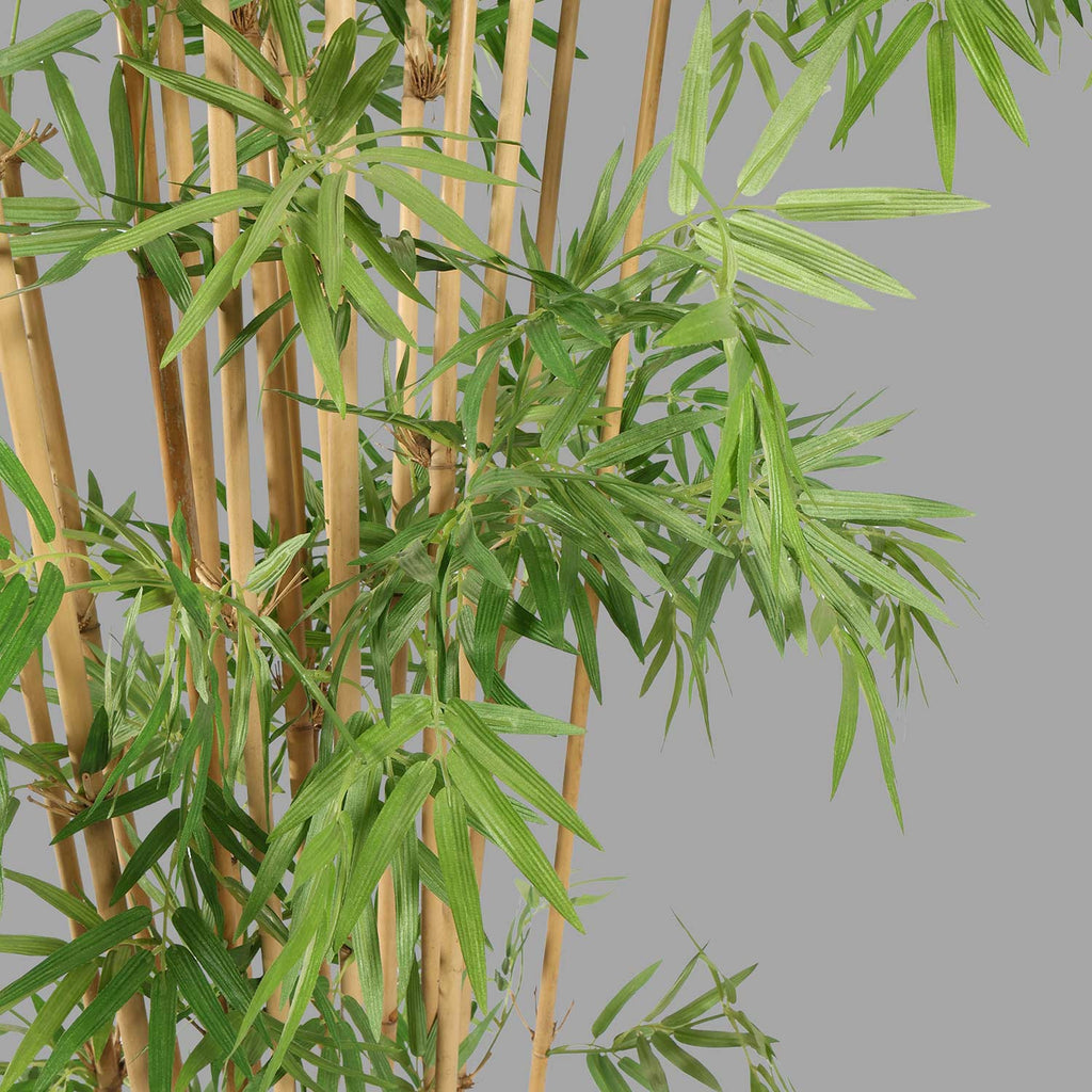 Óriás mű japán bambusz cserje.