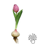 Rózsaszín színű hagymás mű tulipán