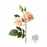 Rózsa művirág, barack színárnyalatú nyílt és bimbós virágfejekkel.