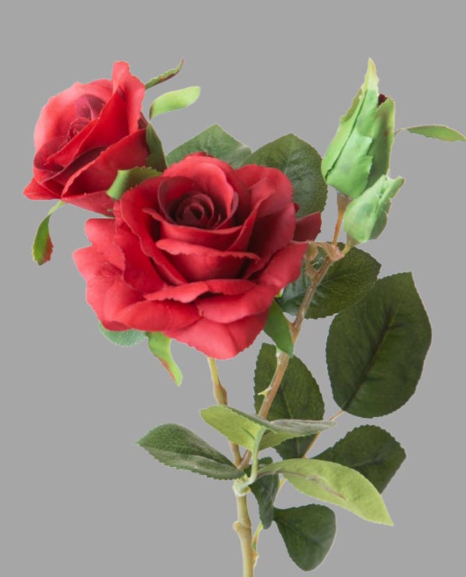 Rózsa művirág, bordó színárnyalatú nyílt és bimbós virágfejekkel.