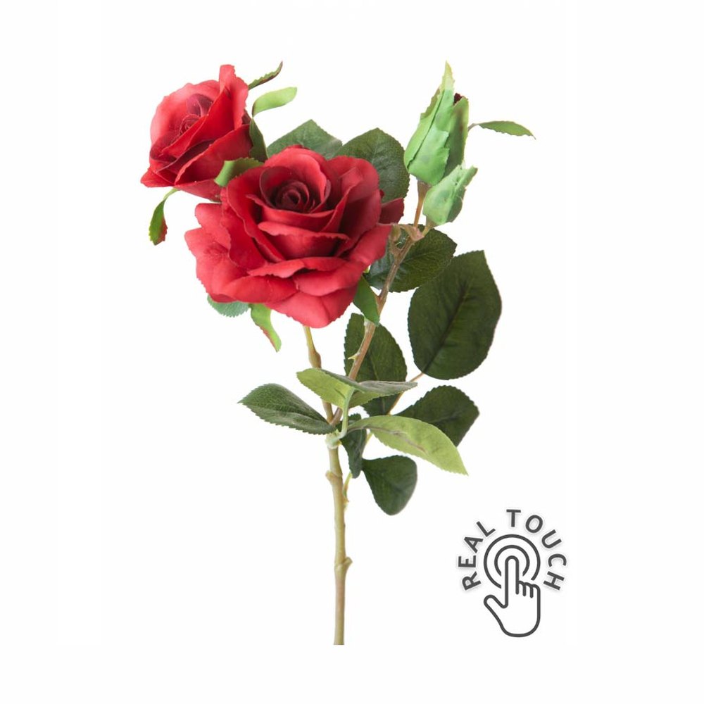 Rózsa művirág, bordó színárnyalatú nyílt és bimbós virágfejekkel.