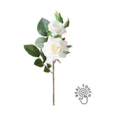 Rózsa művirág, fehér színárnyalatú nyílt és bimbós virágfejekkel.