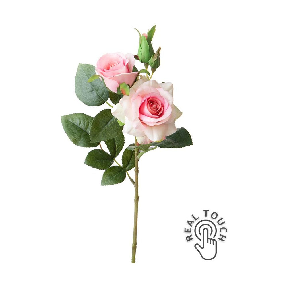 Rózsa művirág, halvány rózsaszín színárnyalatú nyílt és bimbós virágfejekkel.