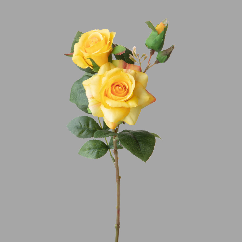 Rózsa művirág, sárga színárnyalatú nyílt és bimbós virágfejekkel.