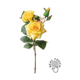 Rózsa művirág, sárga színárnyalatú nyílt és bimbós virágfejekkel.