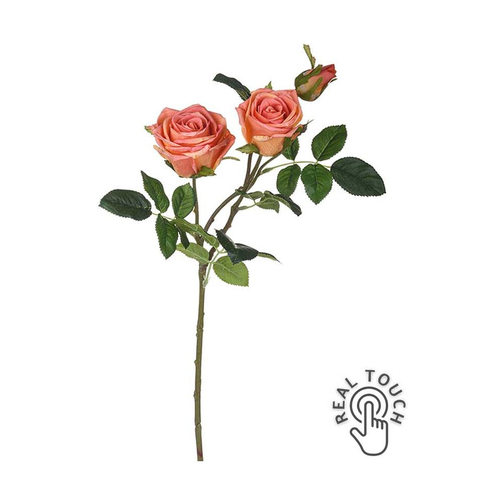 Rózsa művirág, narancsos pink színárnyalatú nyílt és bimbós virágfejekkel.