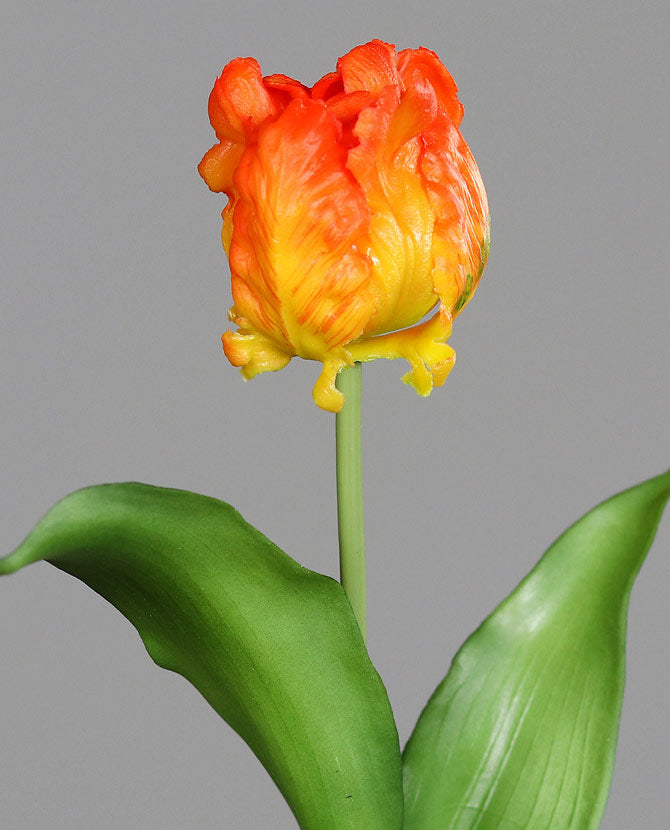 Narancssárga színű, papagáj tulipán művirág.