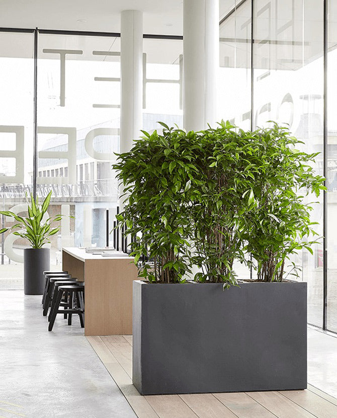 Büfében, ablak mellett álló design kaspó fikusz növényekkel.