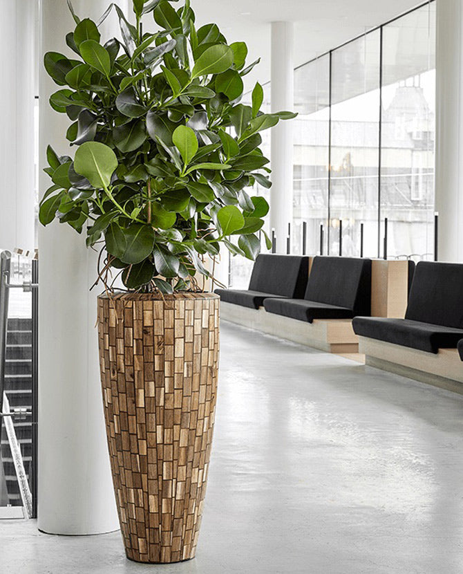 Skandináv stílusú lobbiban álló Baq dizájnkaspó növénnyel.