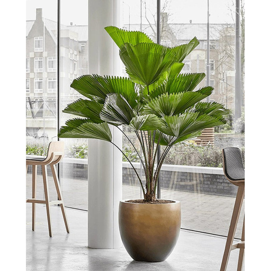 BAQ Gradient kaspó beltéri környezetben, elegáns növénytartóként használva, modern enteriőrben