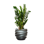 BAQ Gradient Matt Grey kaspó dísznövénnyel, enteriőr stílusban, 41x41x37 cm