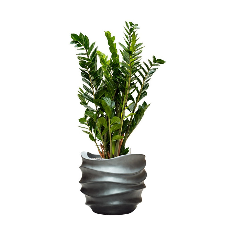 BAQ Gradient Matt Grey kaspó dísznövénnyel, enteriőr stílusban, 41x41x37 cm