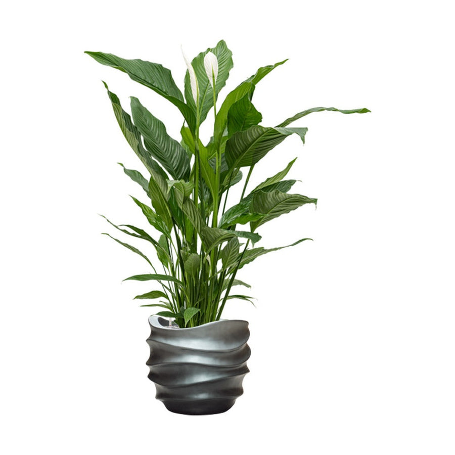 BAQ Gradient kompozit kaspó Matt Grey, növénnyel berendezett környezetben