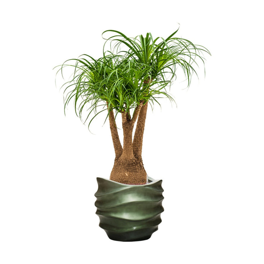 Zöld BAQ Gradient kaspó dísznövénnyel, enteriőr fotó