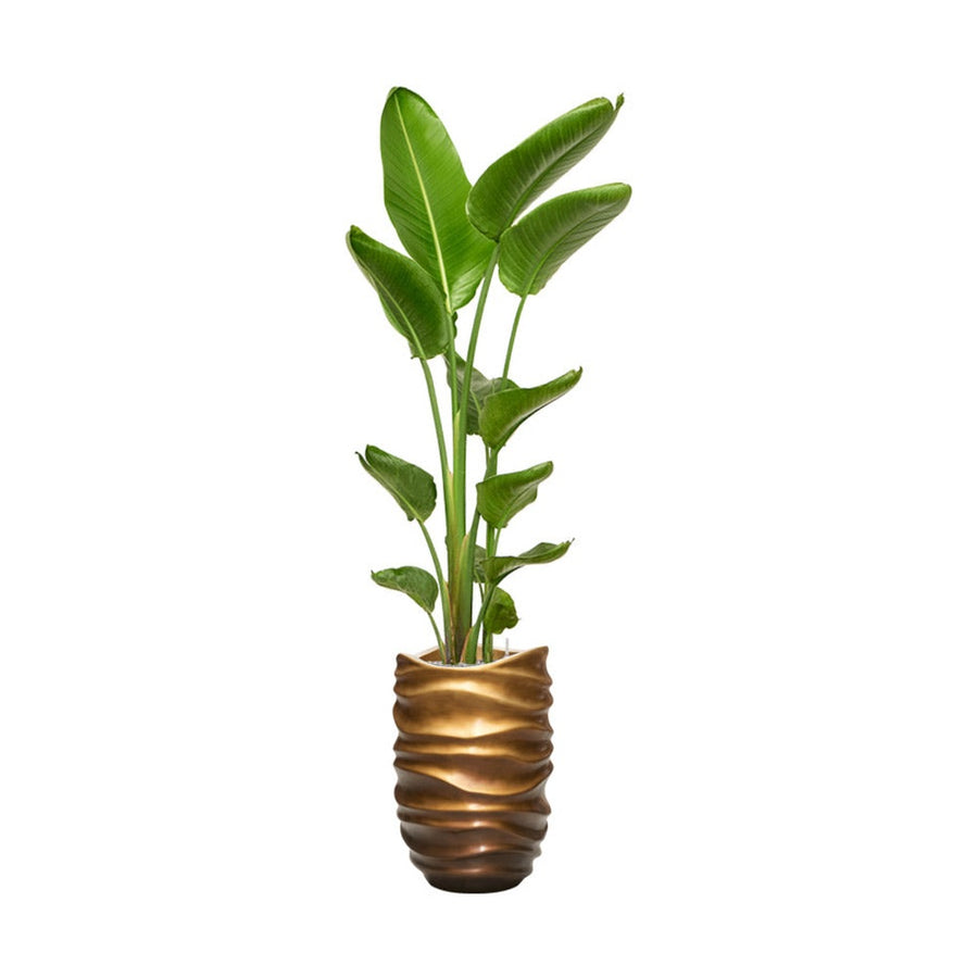 BAQ Gradient óriáskaspó Matt Honey árnyalatban, pálmával beültetve – modern design beltéri dekoráció.