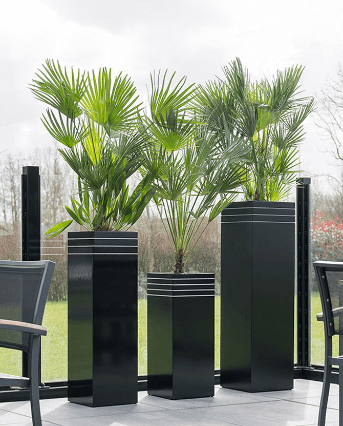 Teraszon álló, három különböző méretű, fekete színű, design kaspó pálmákkal.