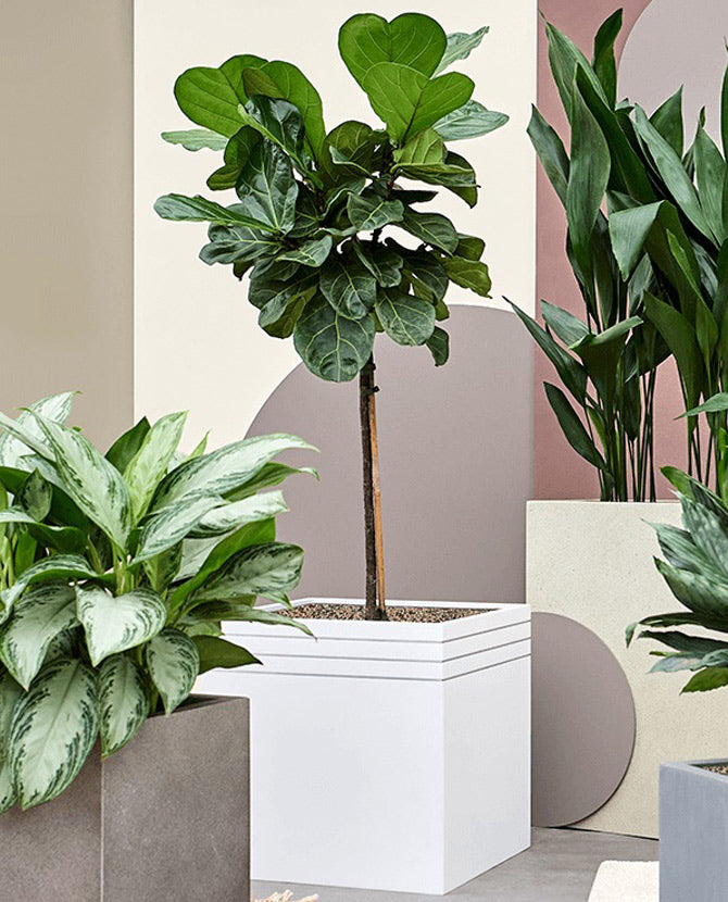 Kiállítóteremben álló fehér színű, kocka alakú design kaspó növénnyel.