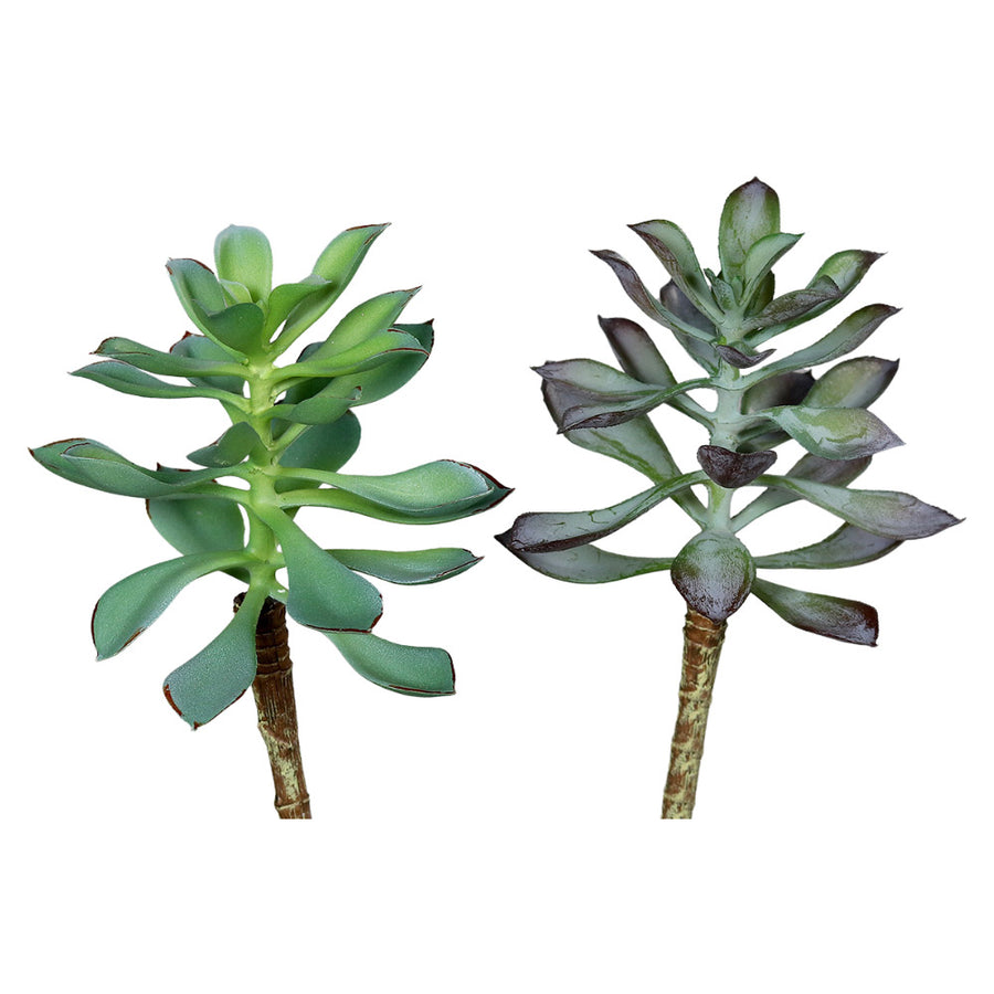 Élethű, 16 cm magas, betűzős kövirózsa műnövény, kétféle változatban.