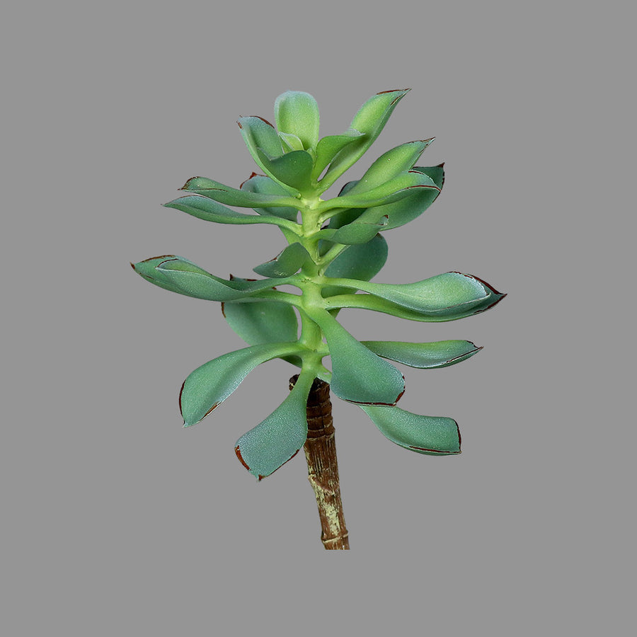 Élethű, 16 cm magas, betűzős kövirózsa műnövény, kétféle változatban.