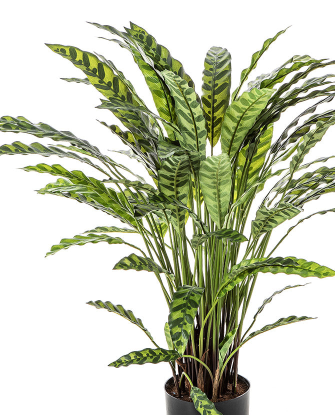 Élethű megjelenésű, mű zebralevél növény, fekete műanyag cserépben