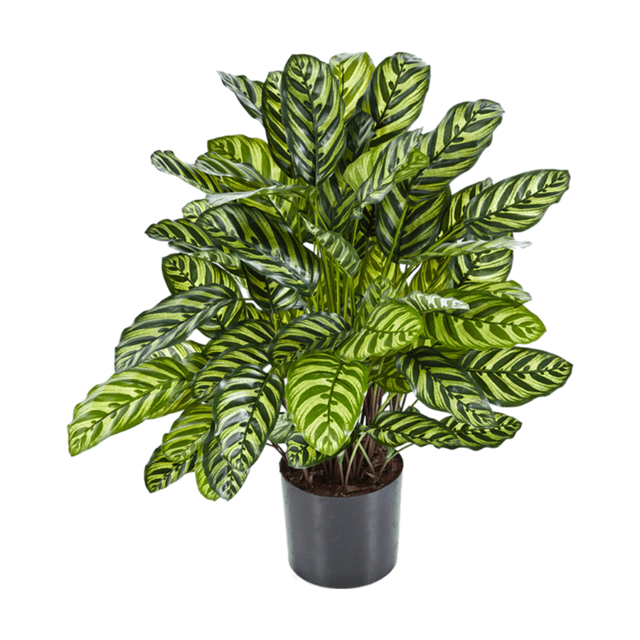 CALATHEA zöld zebralevél műnövény 80 cm
